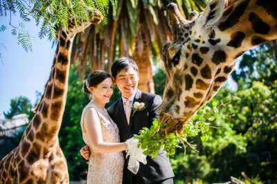 Kevin & Emily’s Melbourne Zoo Wedding Photography